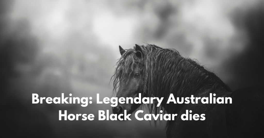 Breaking: Legendary Australian Horse Black Caviar dies